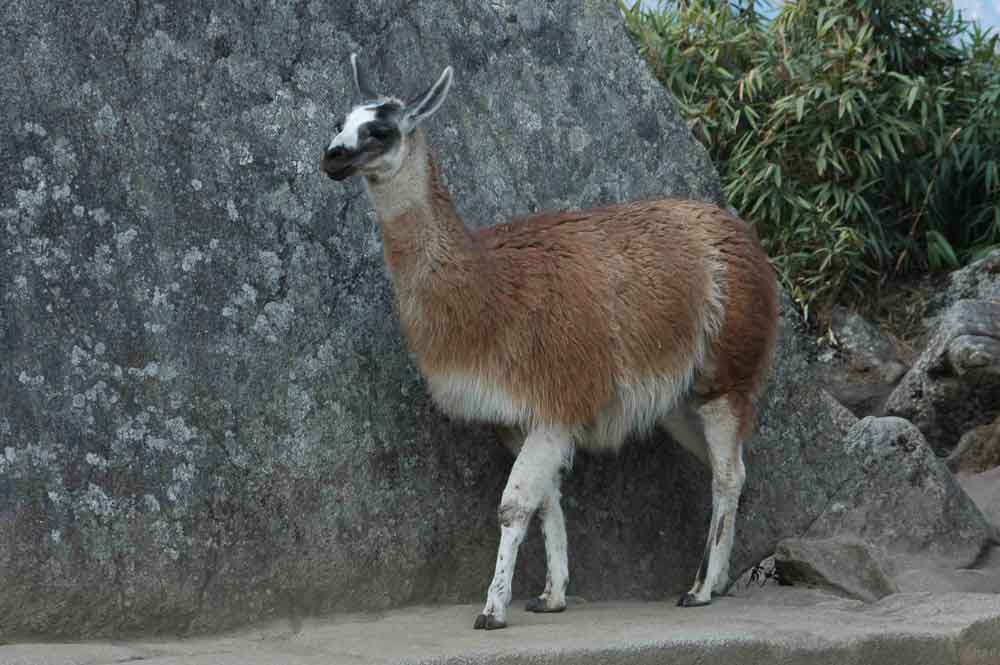 Llama - Machu Picchu - Perú 3.jpg